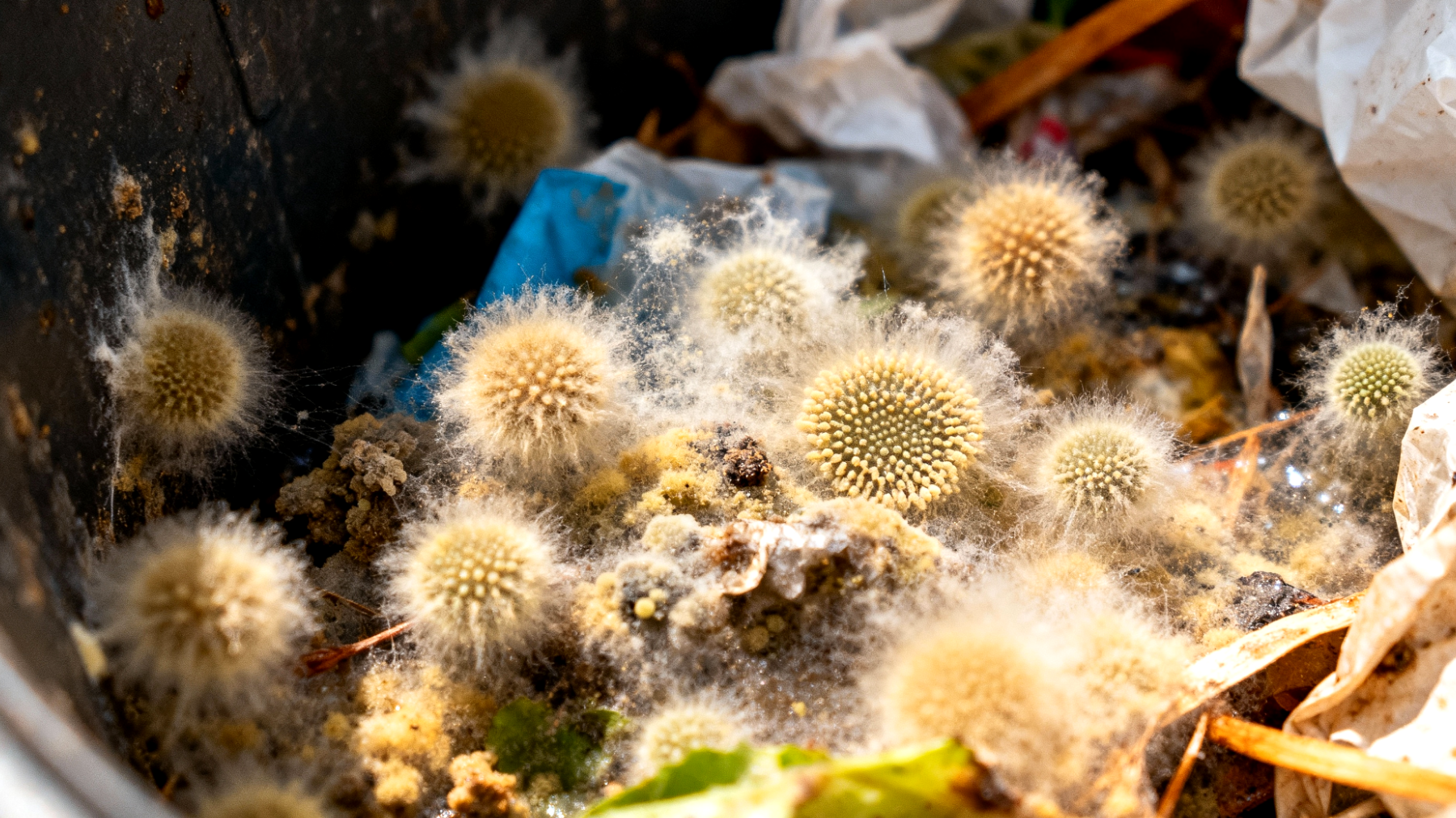 Cestino dei rifiuti"